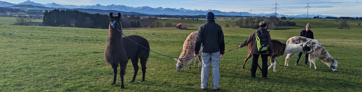 Alpenpanorama mit Lama